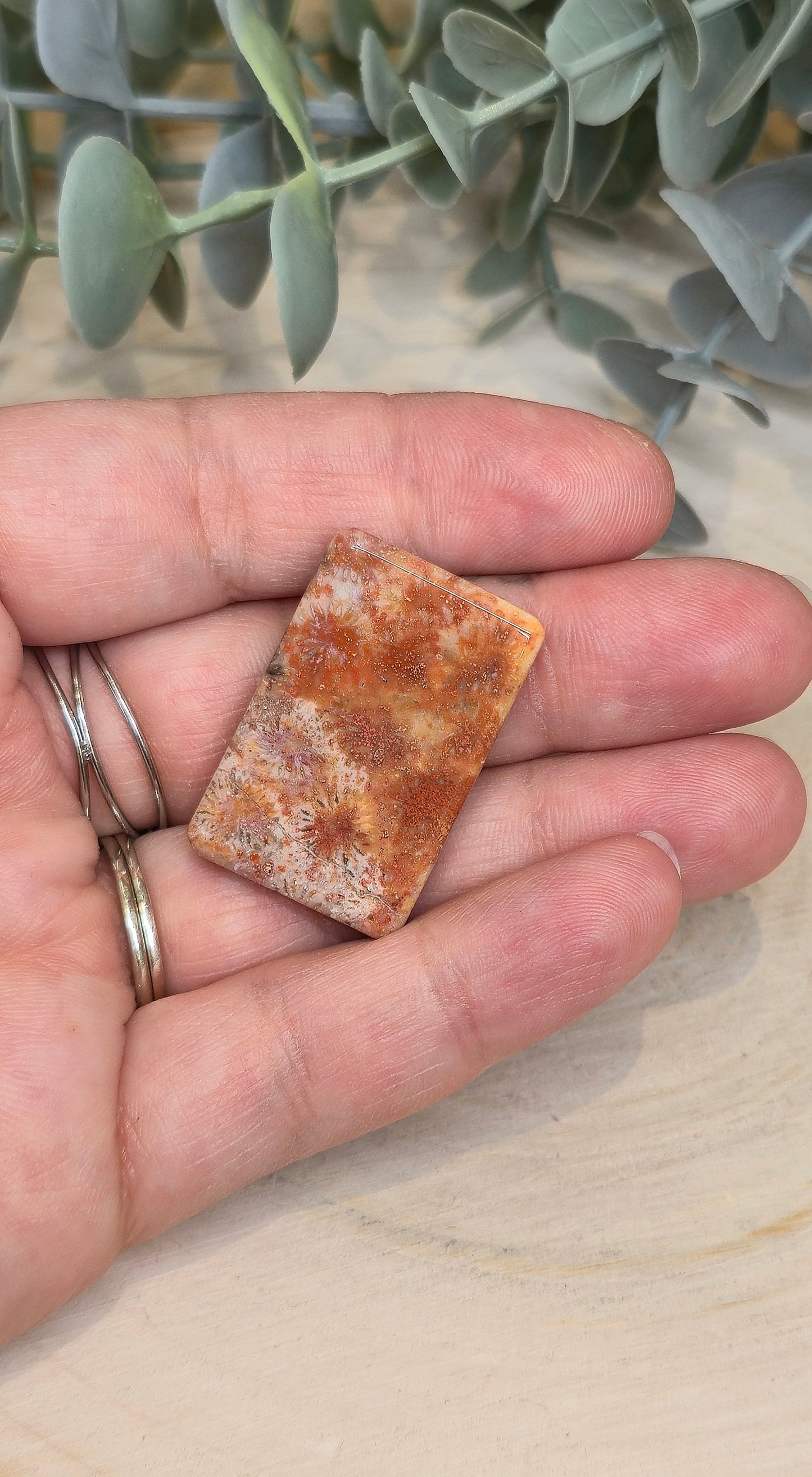 Tranche Corail fossile