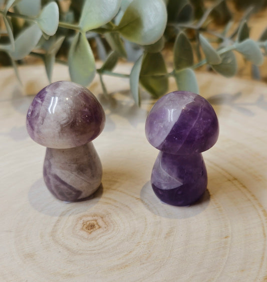 Champignon Améthyste
