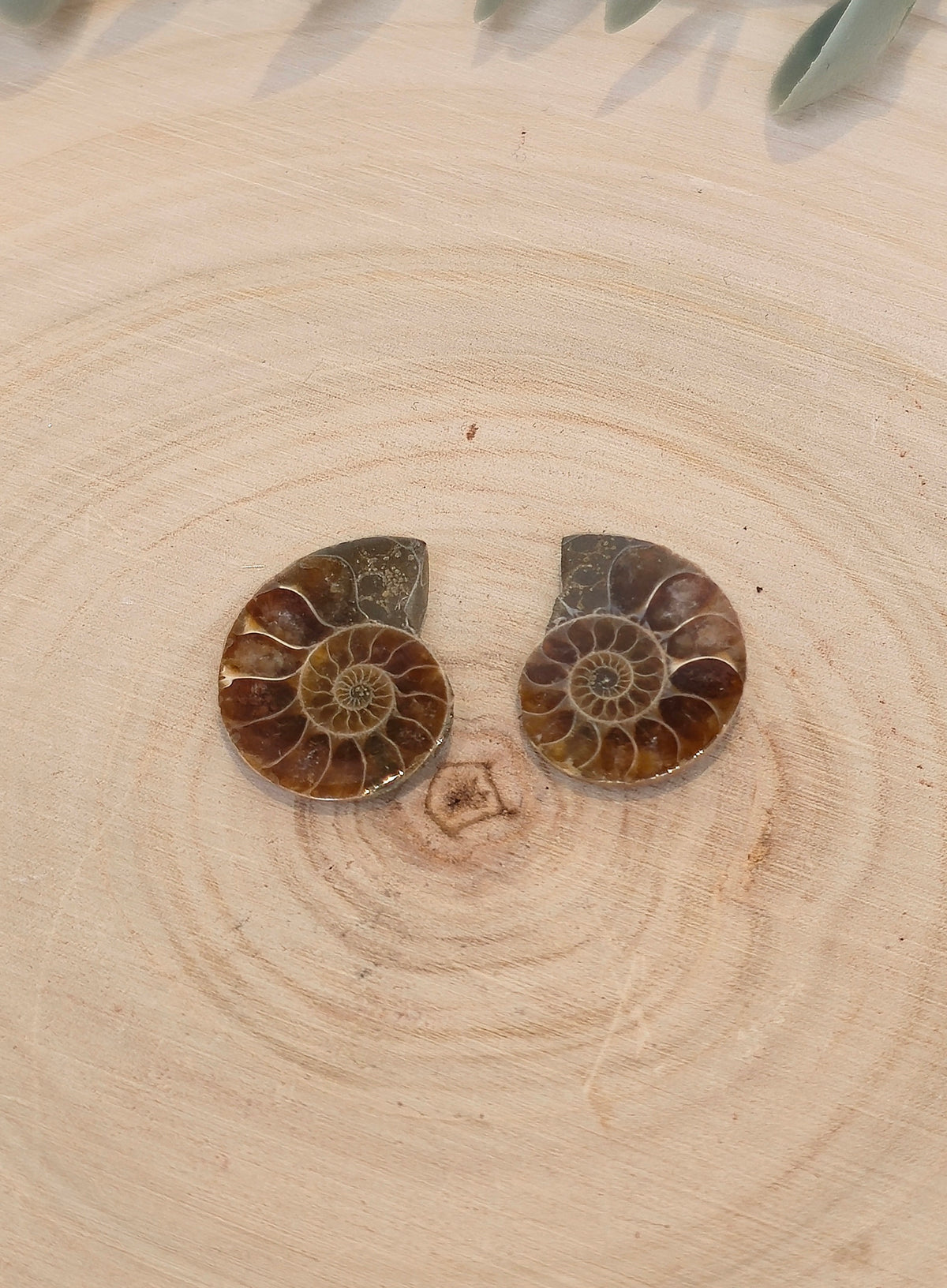 Ammonite fossile