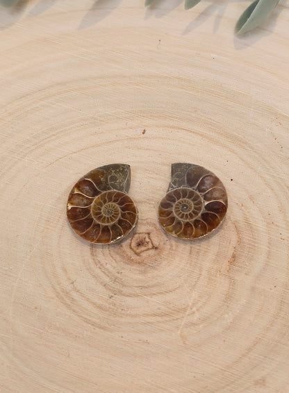 Ammonite fossile