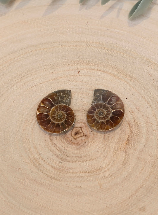 Ammonite fossile