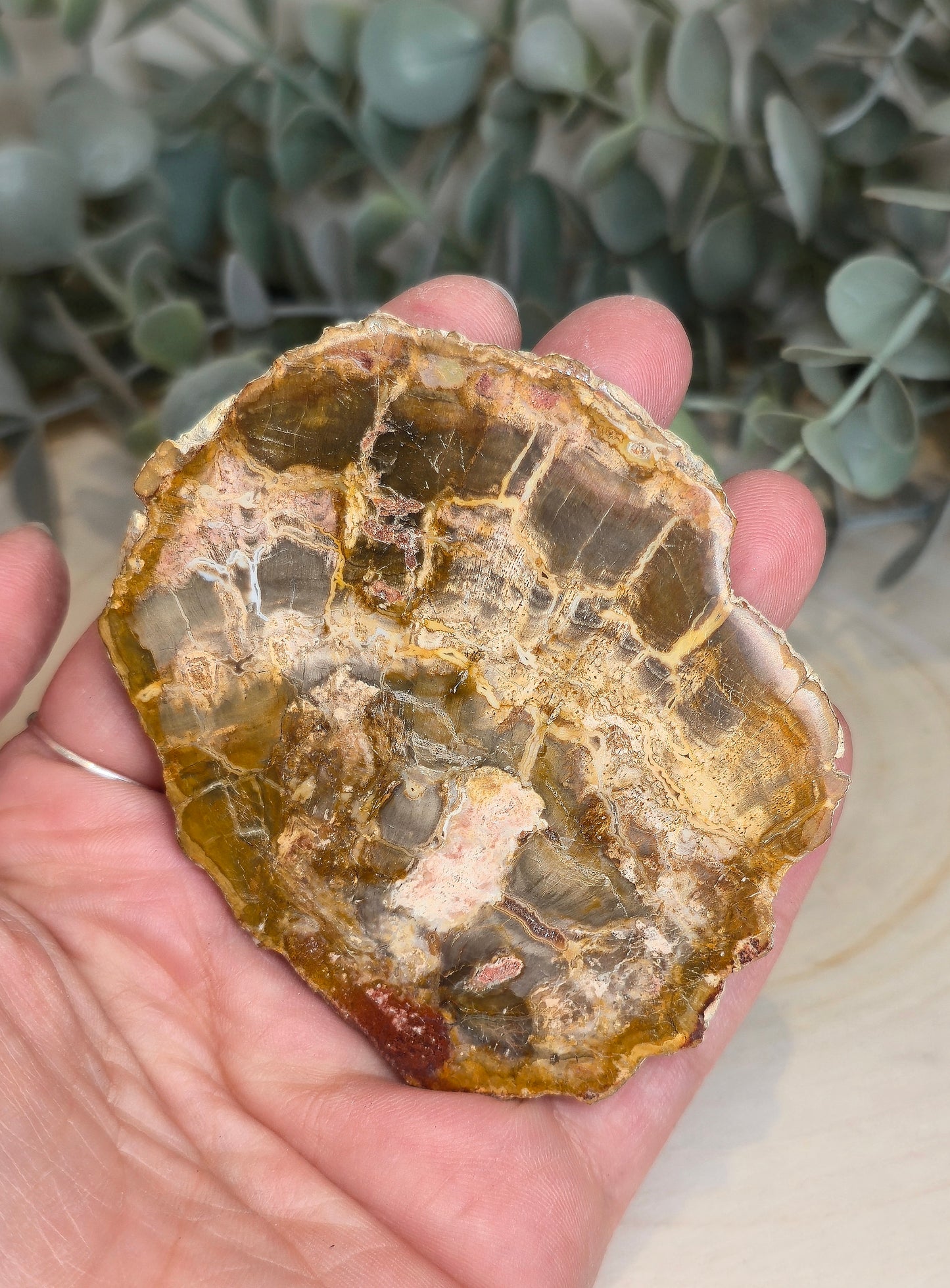 Tranche de bois pétrifié