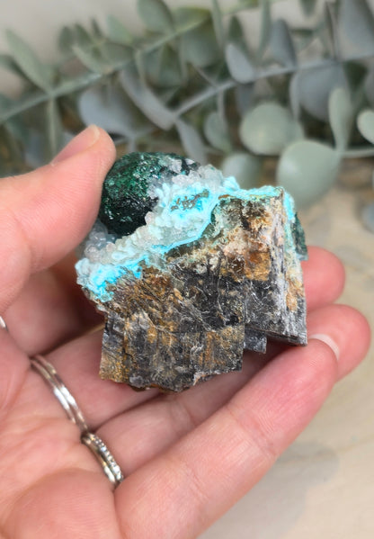Chrysocolle brute