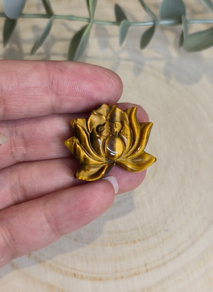 Lotus en Oeil de tigre