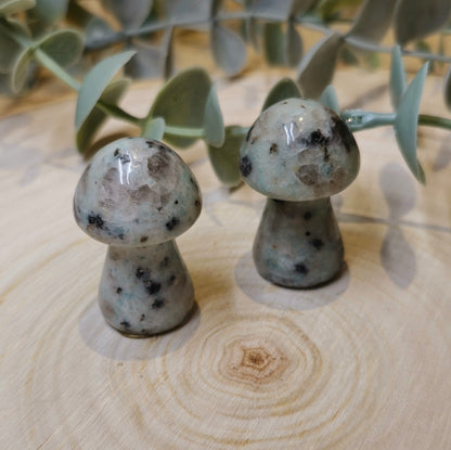 Champignon Jaspe Kiwi