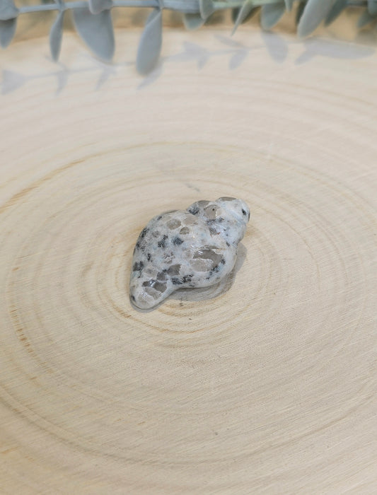 Coquillage Jaspe Kiwi