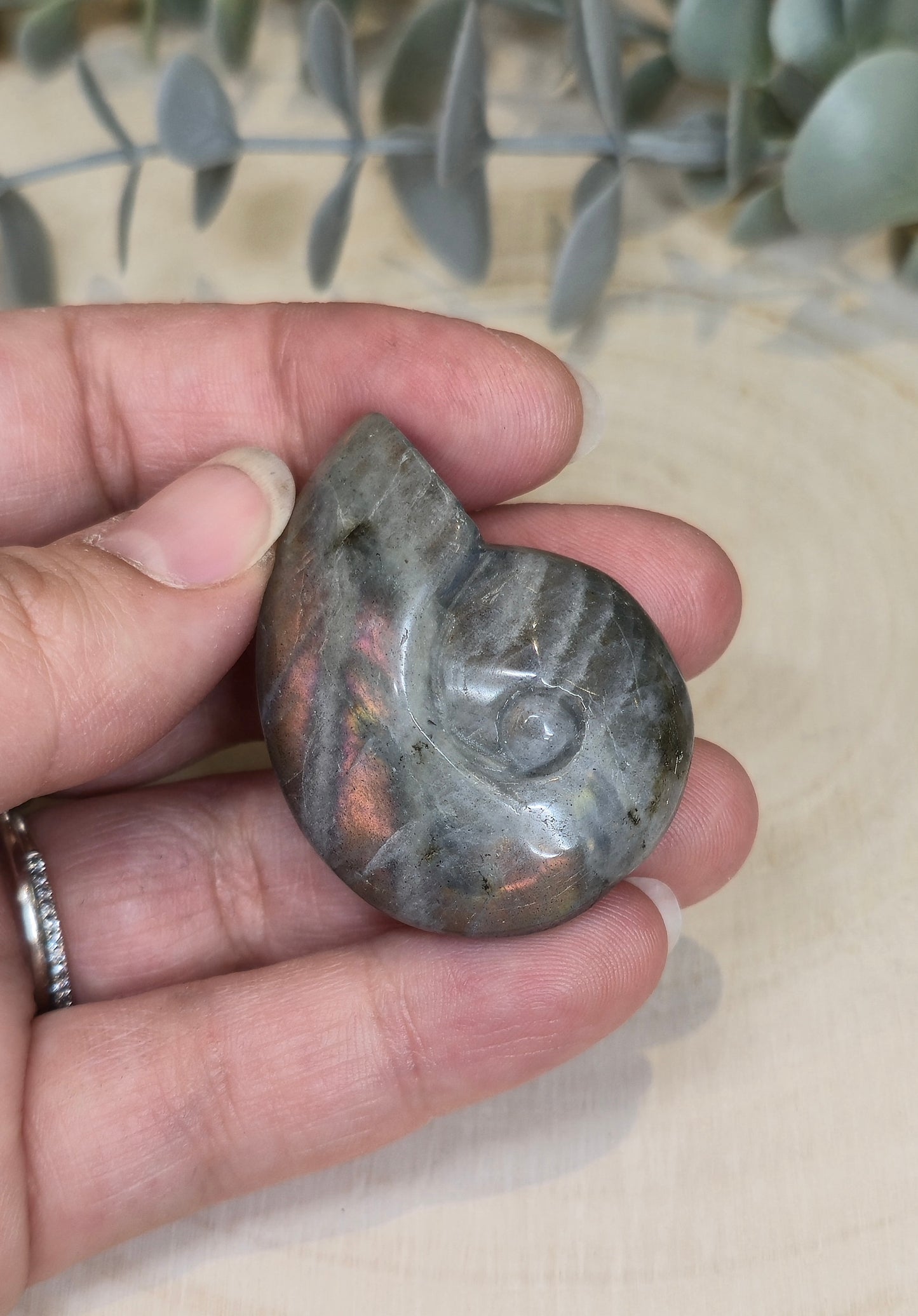 Coquille d’escargot en Labradorite