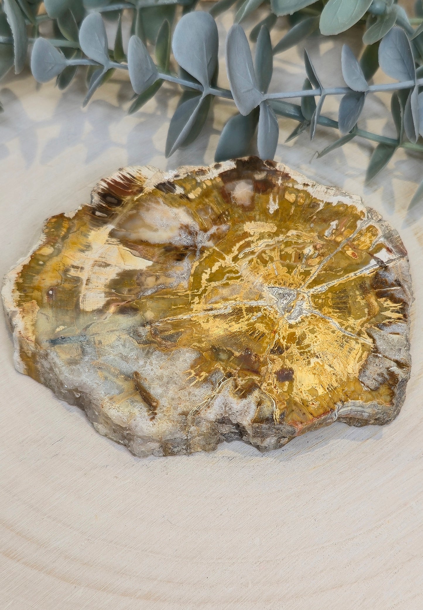 Tranche de bois pétrifié de Madagascar