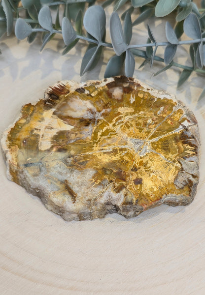 Tranche de bois pétrifié de Madagascar