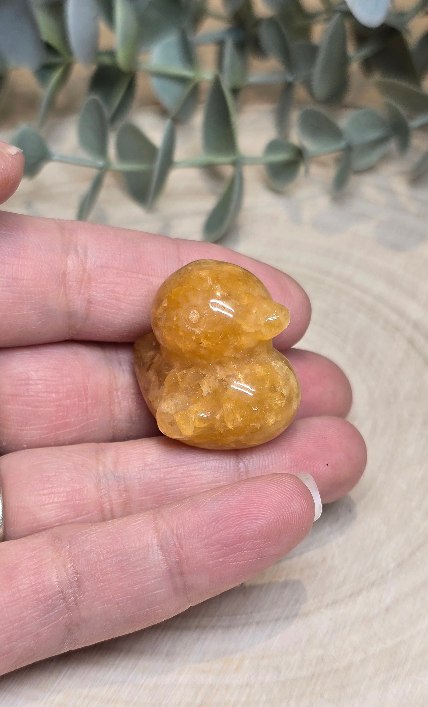 Canard Golden healer