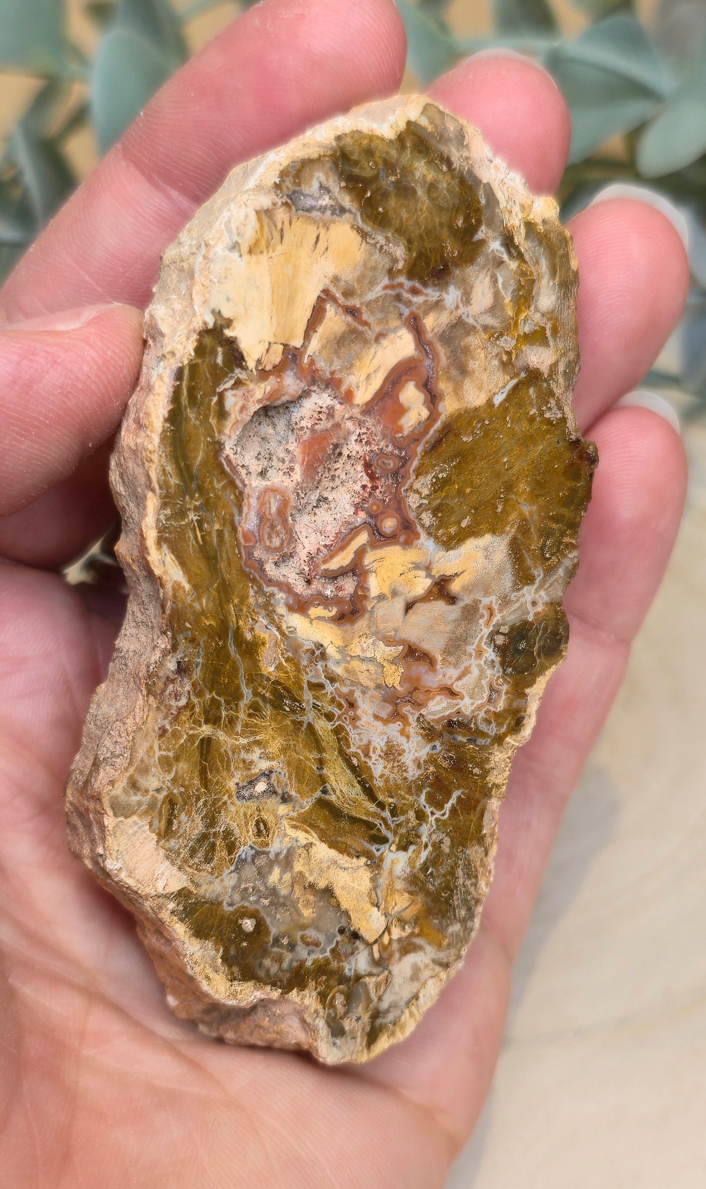 Tranche de bois pétrifié de Madagascar