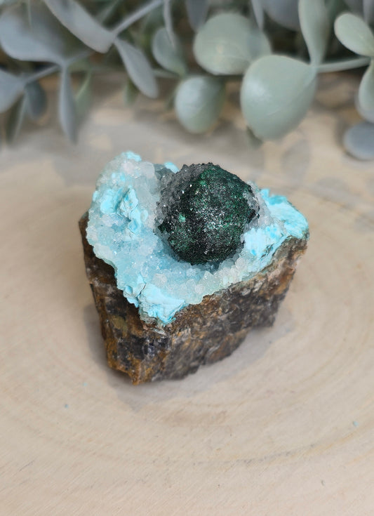 Chrysocolle brute