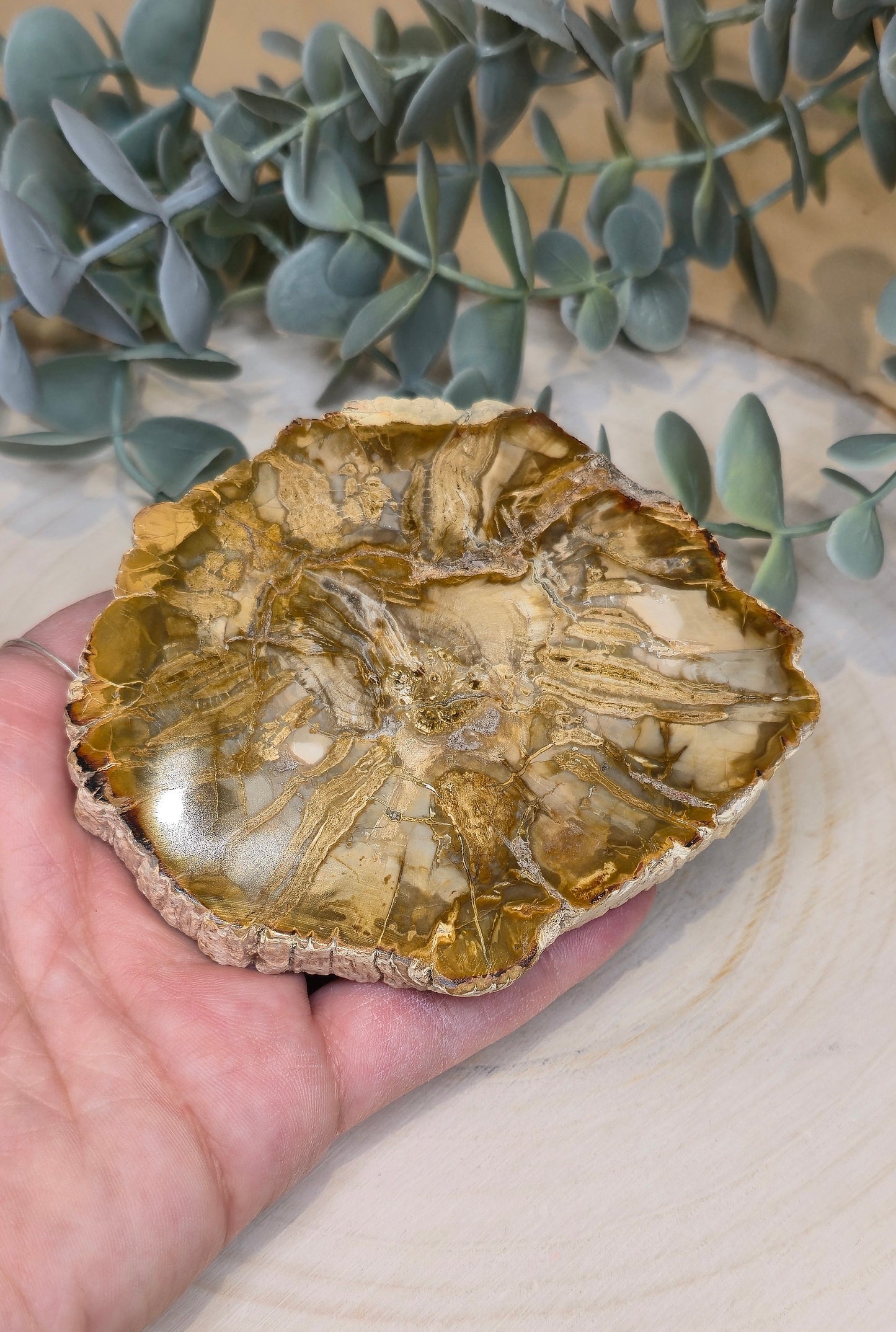 Tranche de bois pétrifié