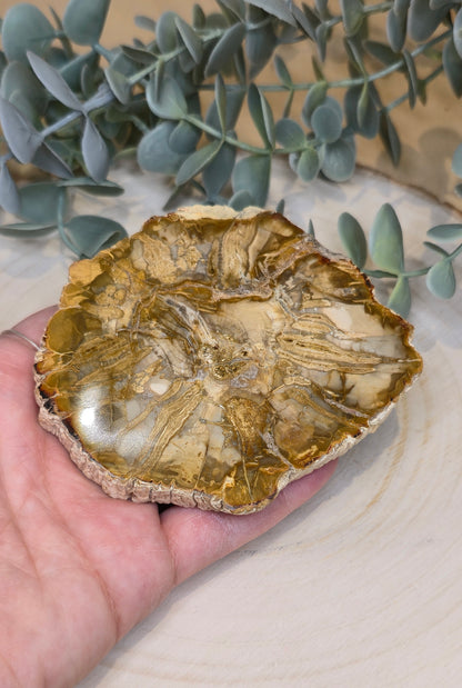 Tranche de bois pétrifié