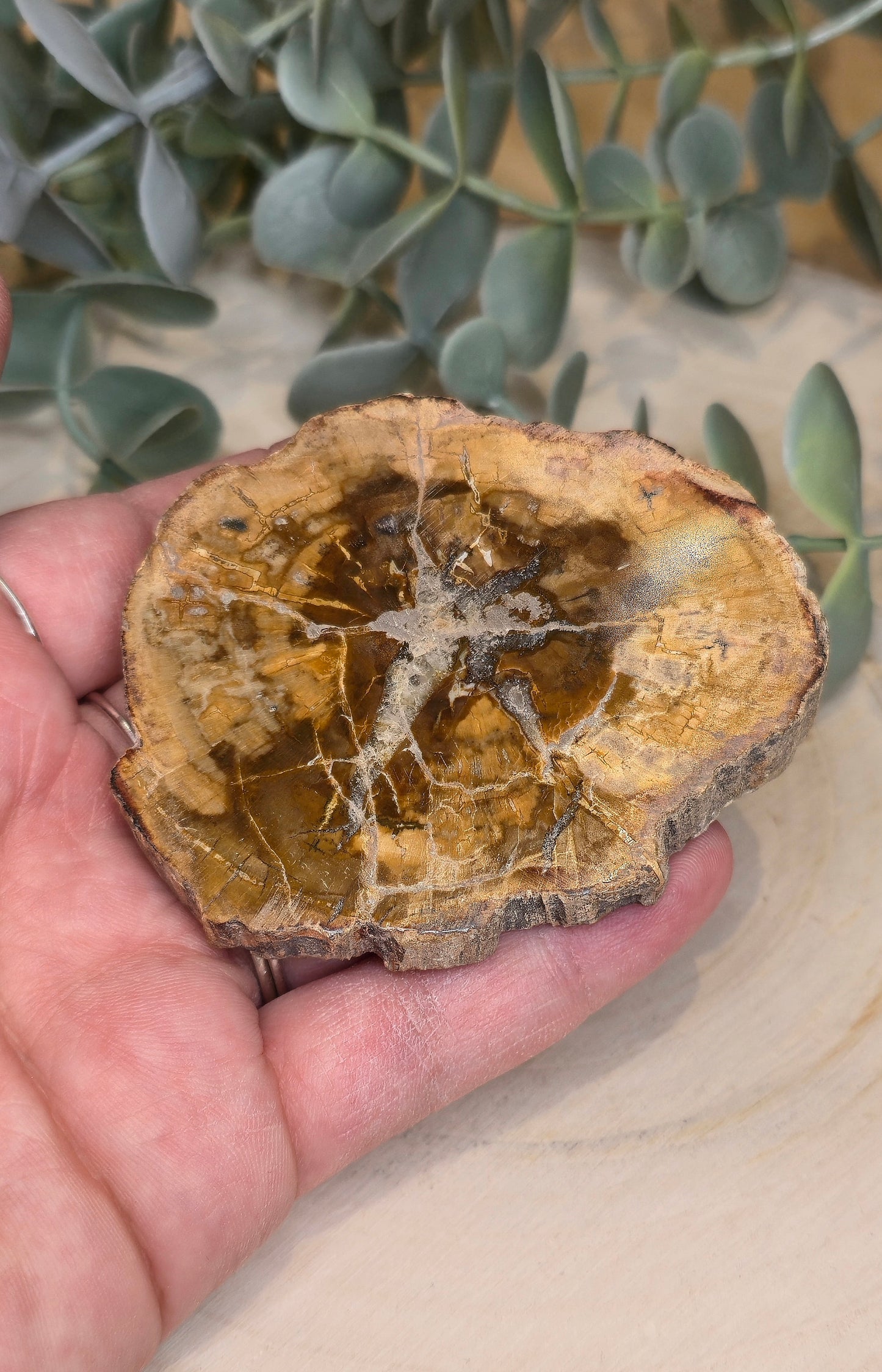 Tranche de bois pétrifié