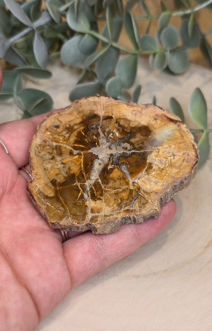 Tranche de bois pétrifié