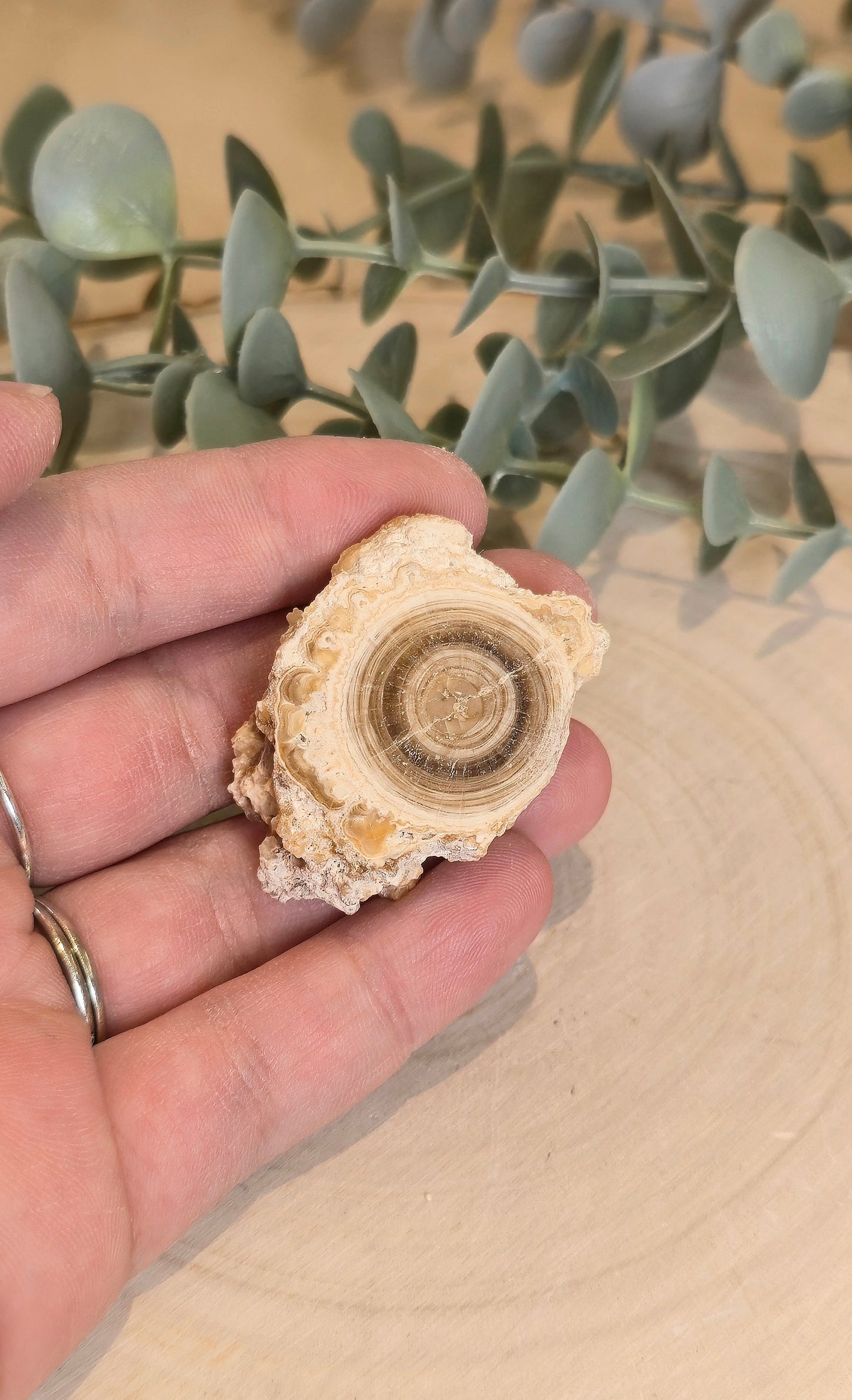 Tranche de Calcite Stalactite du Maroc