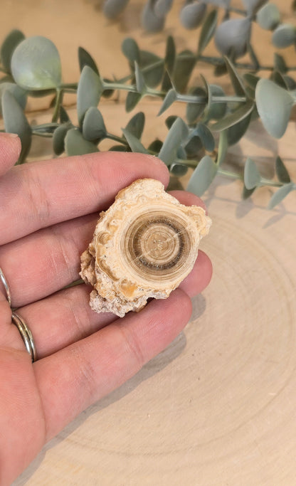 Tranche de Calcite Stalactite du Maroc