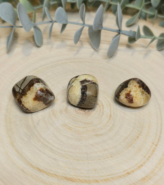 Septaria barattée