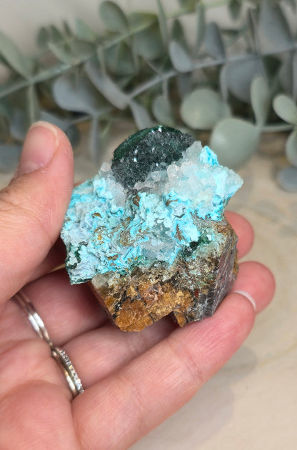 Chrysocolle brute