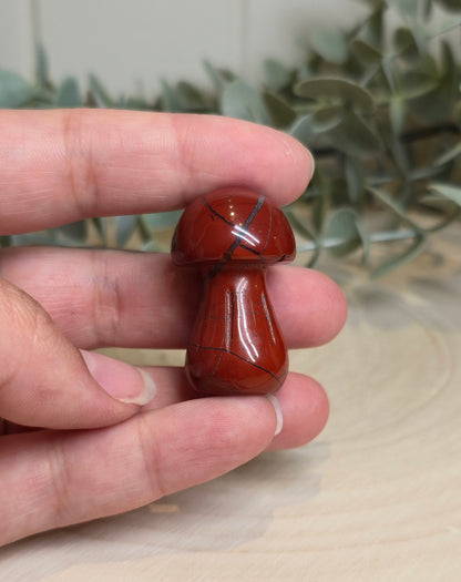 Champignon Jaspe rouge