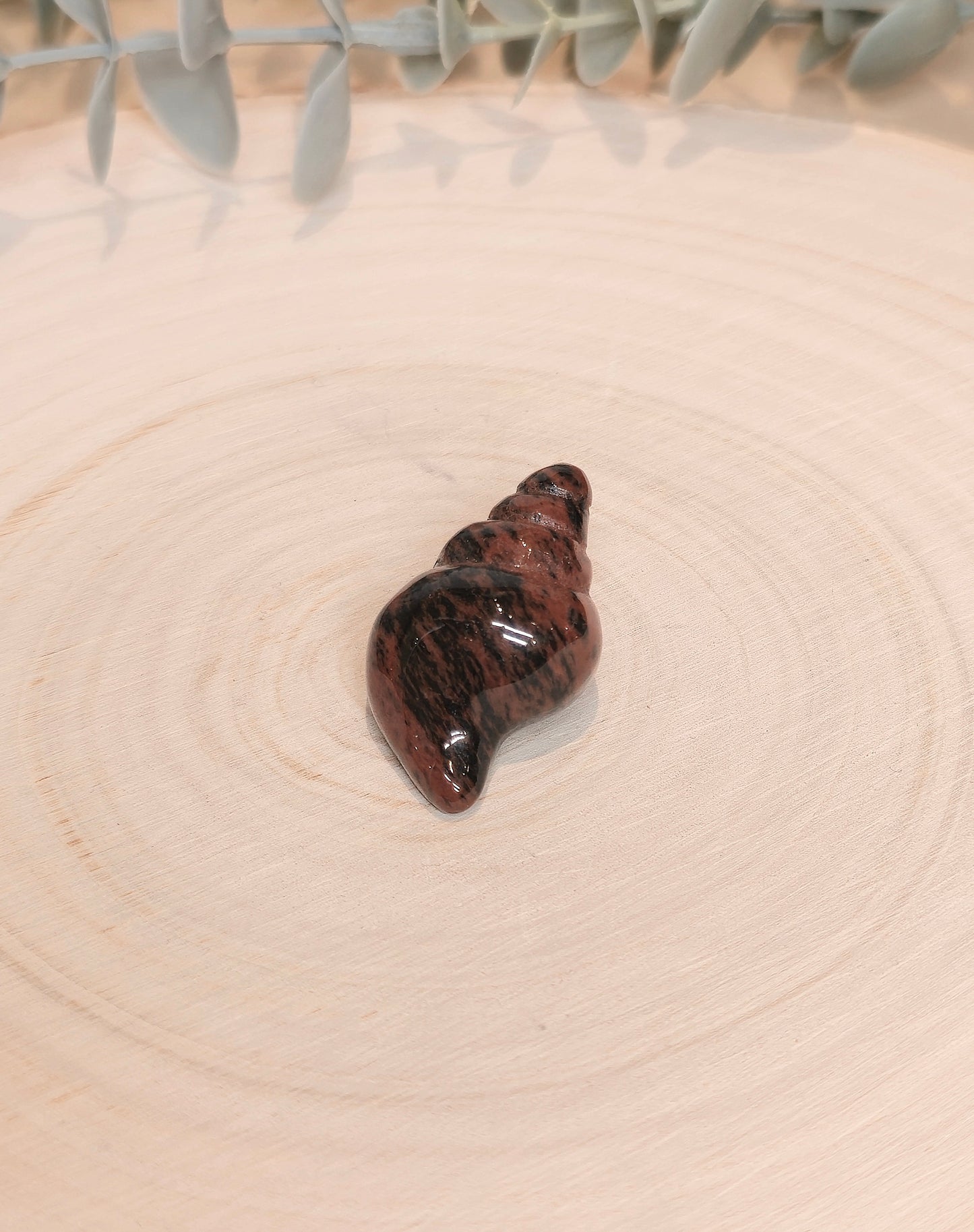 Coquillage Obsidienne Acajou