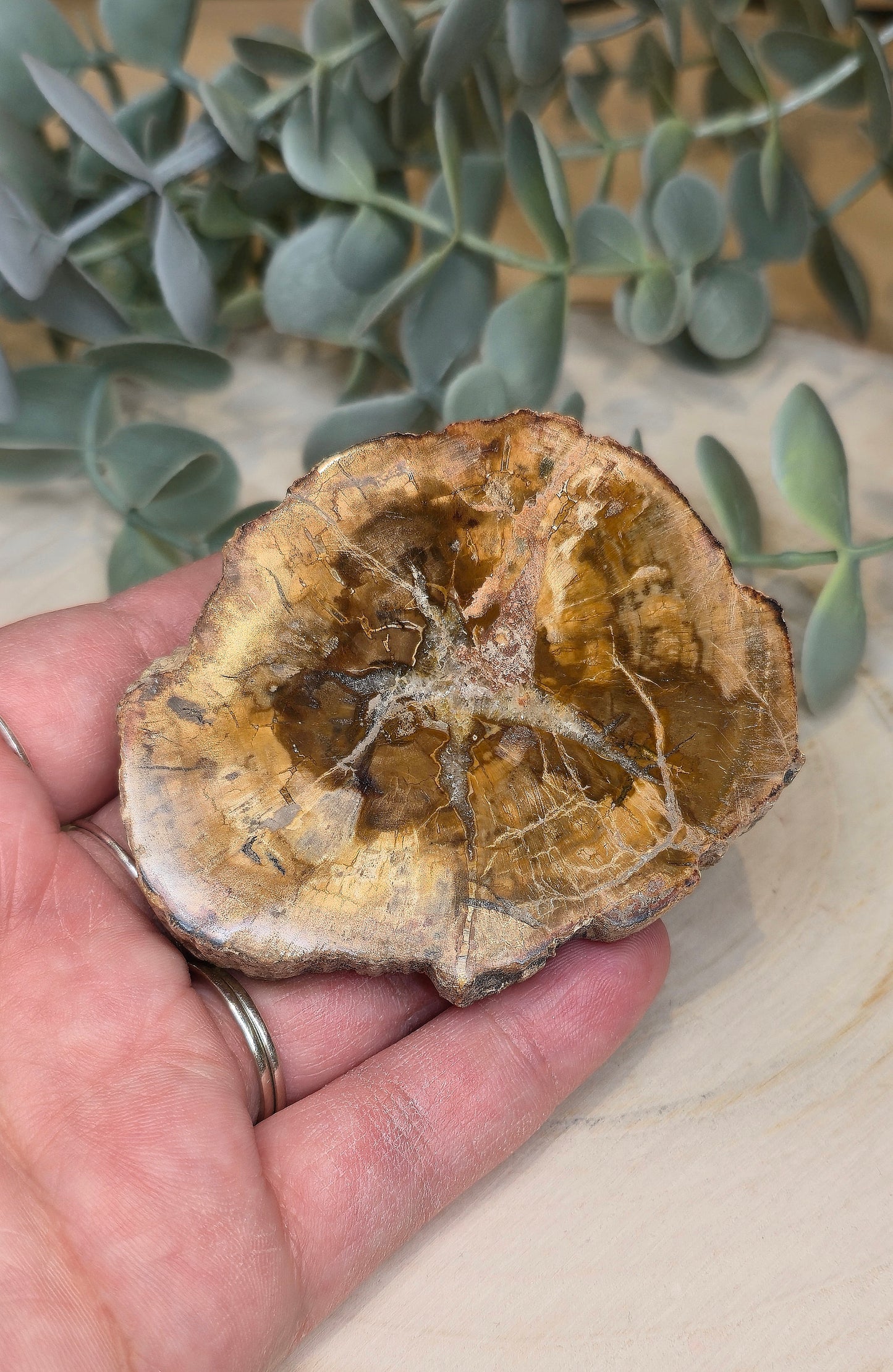 Tranche de bois pétrifié