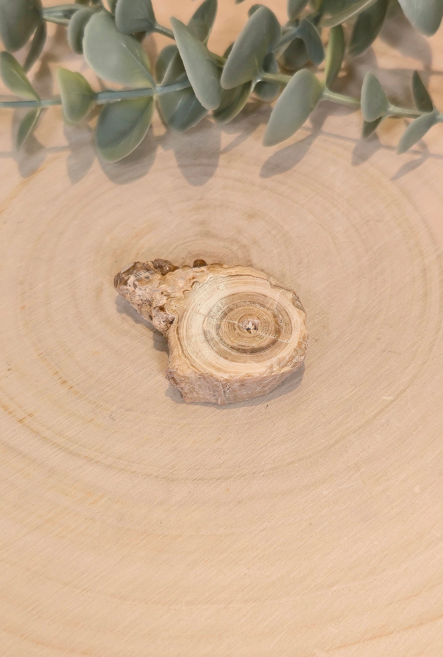 Tranche de Calcite Stalactite du Maroc