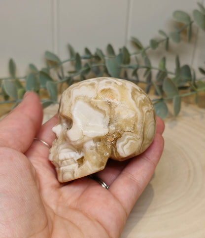 Crâne Agate Fleur ambrée
