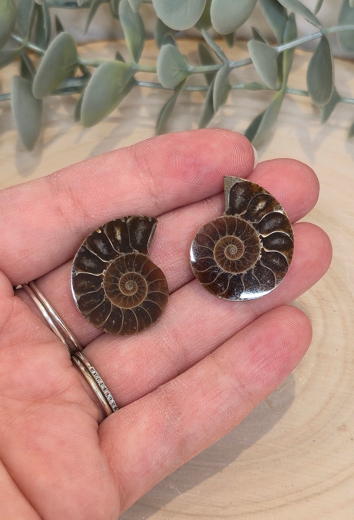 Ammonite fossile 2,5 à 3cm