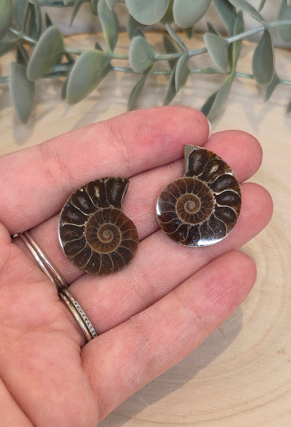 Ammonite fossile 2,5 à 3cm
