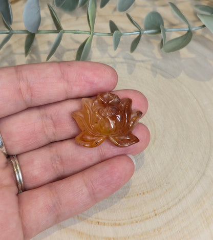 Lotus en Golden healer