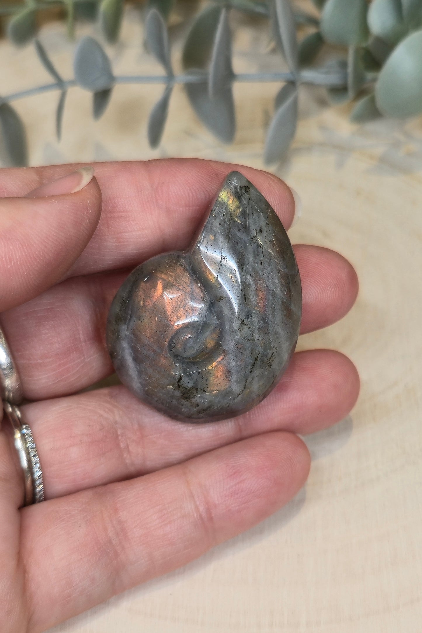 Coquille d’escargot en Labradorite