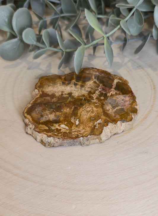 Tranche de bois pétrifié