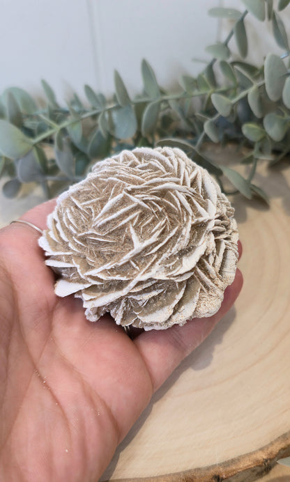 Rose des sables du Mexique