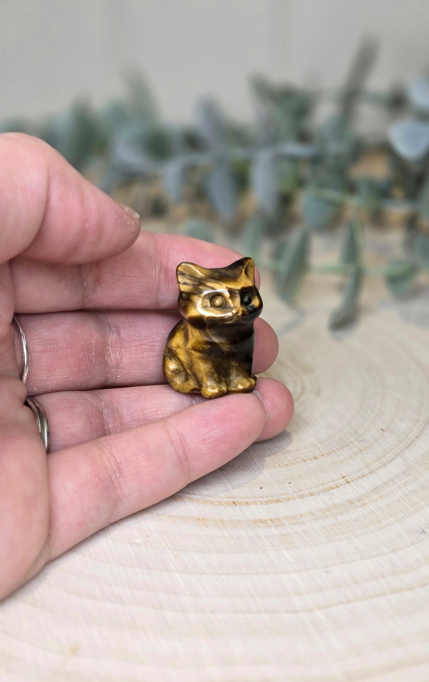 Chat en Oeil de tigre