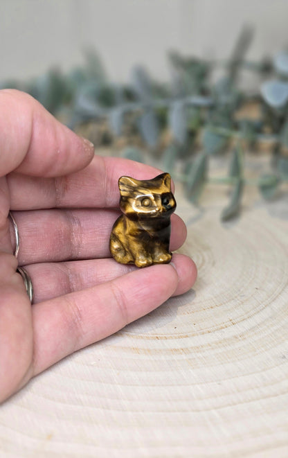 Chat en Oeil de tigre
