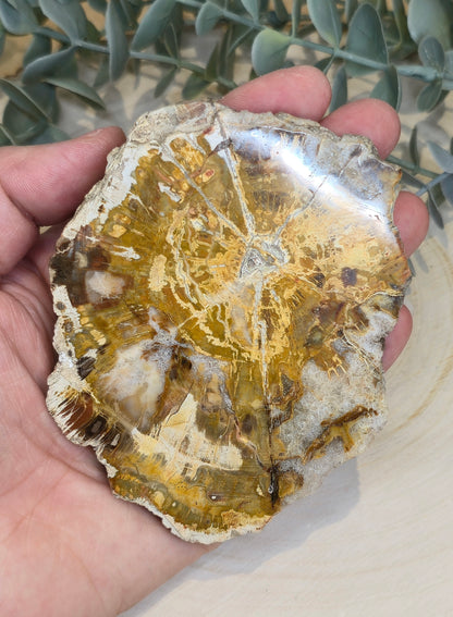 Tranche de bois pétrifié de Madagascar