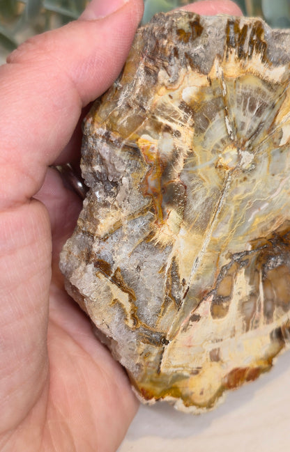 Tranche de bois pétrifié de Madagascar