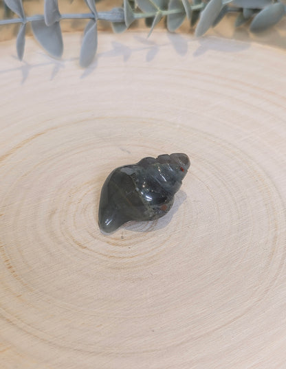 Coquillage Jaspe sang