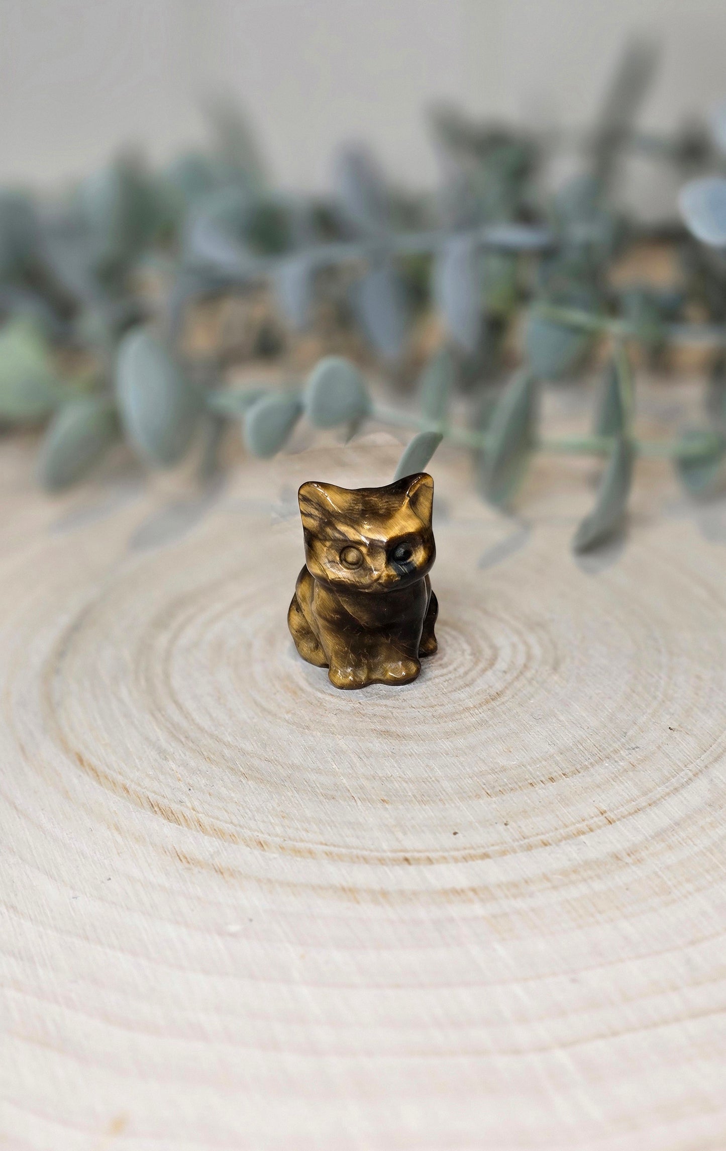Chat en Oeil de tigre