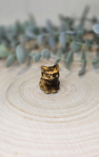 Chat en Oeil de tigre