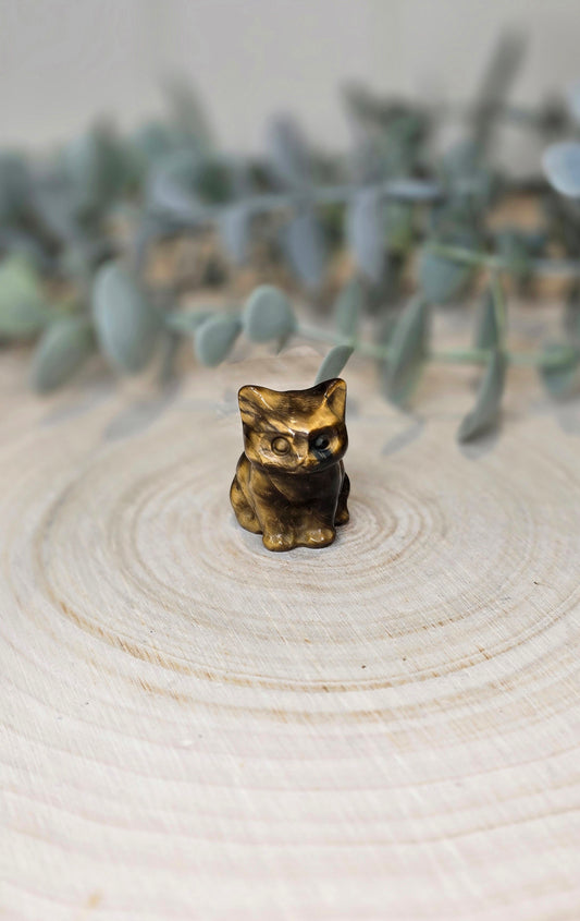 Chat en Oeil de tigre