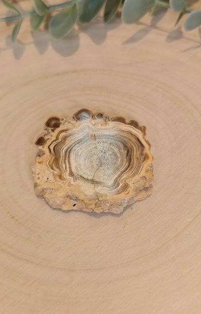 Tranche de Calcite Stalactite du Maroc