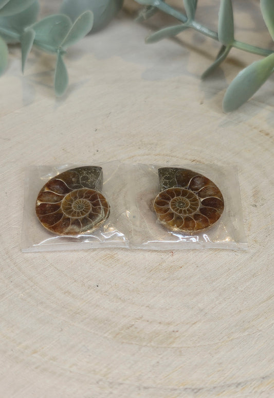 Ammonite fossile