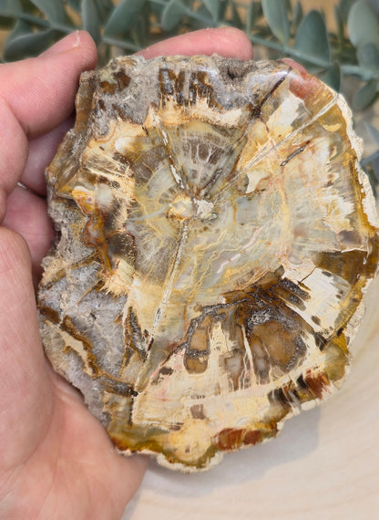 Tranche de bois pétrifié de Madagascar