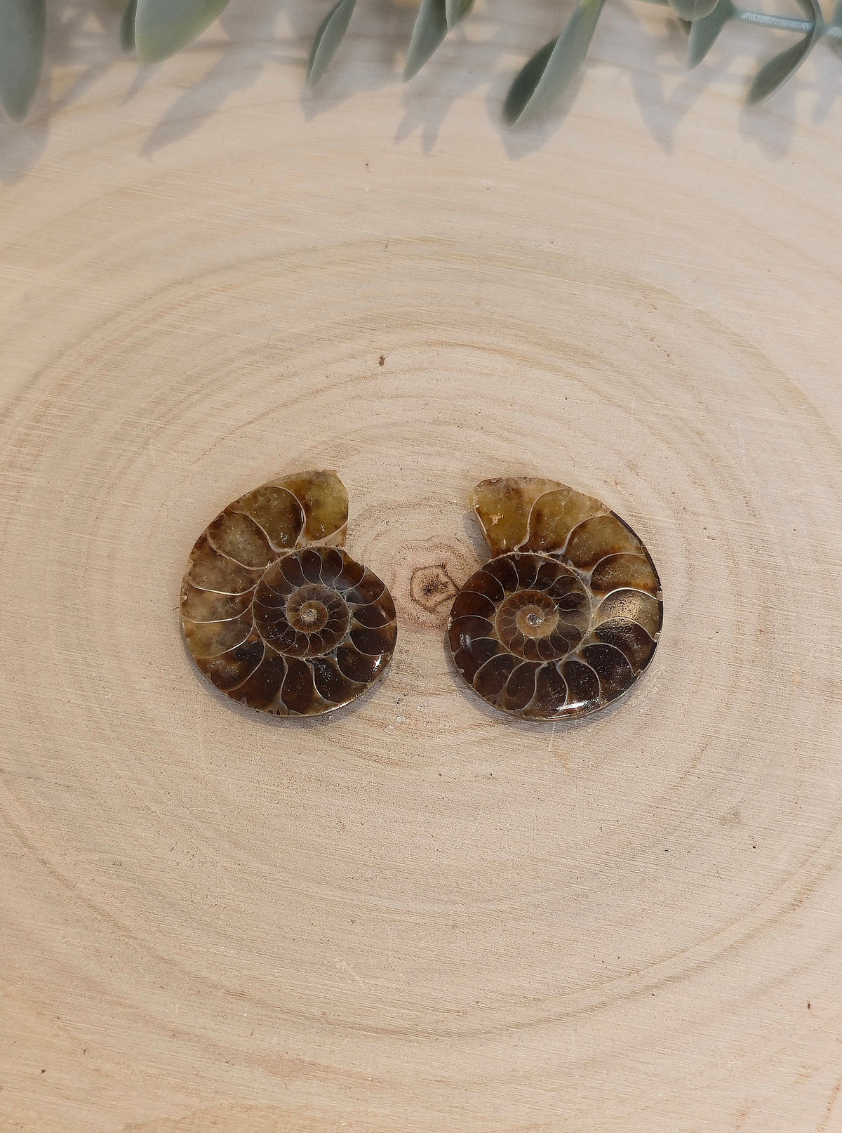 Ammonite fossile 2,5 à 3cm