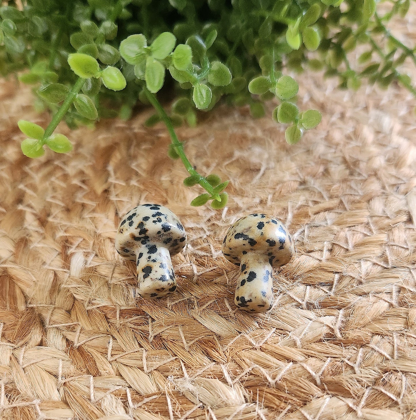 Champignon en Jaspe dalmatien