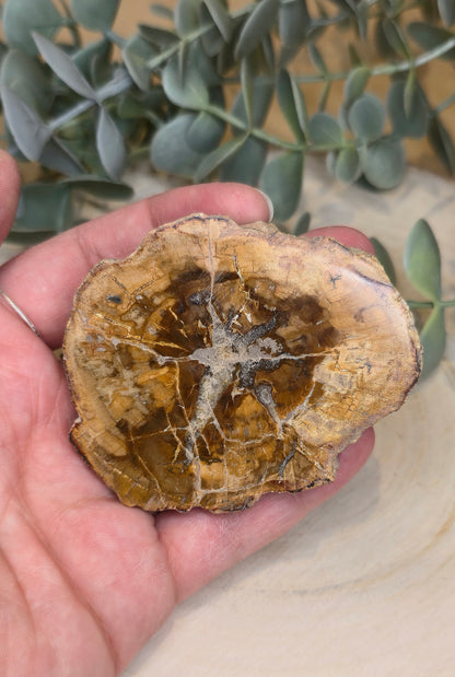 Tranche de bois pétrifié