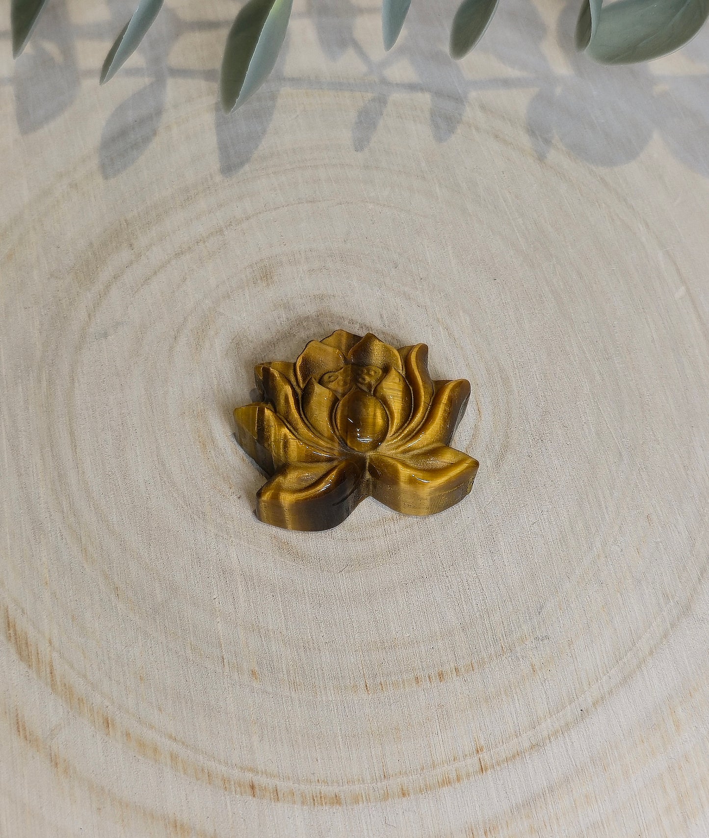 Lotus en Oeil de tigre